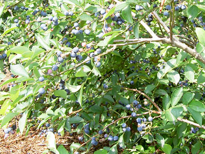 �u���[�x���[